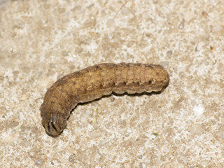 Caterpillar on concrete