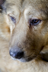 Portrait of a brown dog. Soft focus