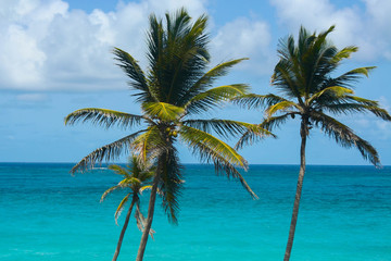Fototapeta na wymiar Palm Trees by a beautiful turquoise sea