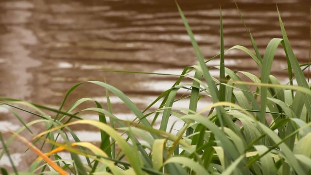 A gentle breeze causes the tall grasses of the riverbank yo sway  and the muddy waters of the river to ripple