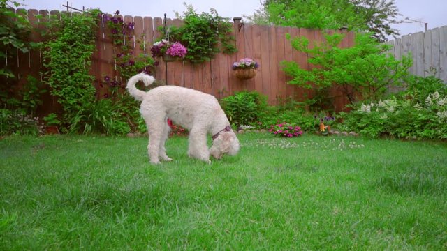 White poodle dog sniffing grass. Smart dog sniffing green lawn. Lovely pet at backyard garden. Sniffing dog on green lawn. Animal walking on grass. Home pet on green grass