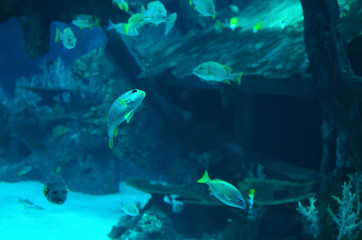 Little fish playing next to shipwreck