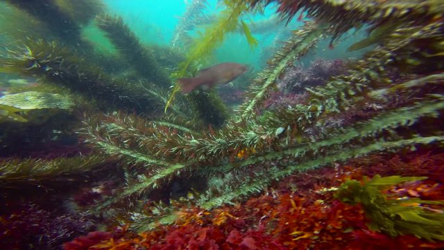 Увлекательные подводные погружения в подводных садах ламинарий. Калифорния.