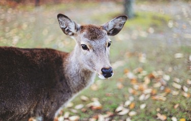 Deer