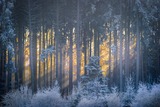 Winter Forest Sunburst