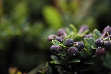 Mirto / Arrayán / Murta 4