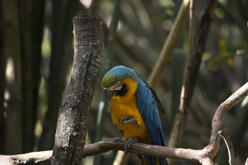 Blue and Yellow Macaw