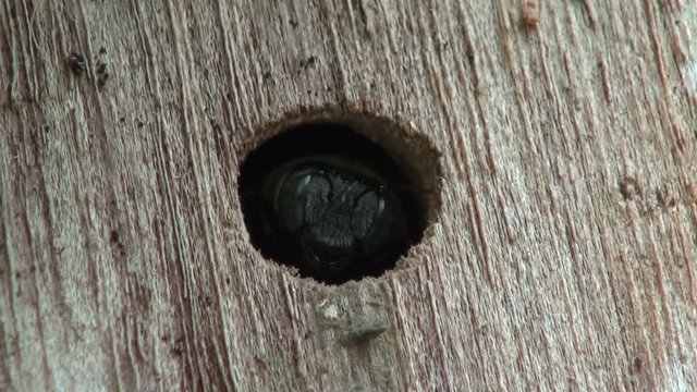 A Bora bee pokes it's head out from it's hole in a tree stump and the retreats back inside. Macro.