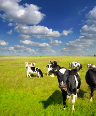 Fototapeta premium Calves on the field