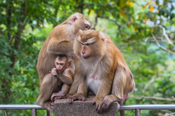 a family of monkey