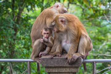 Fototapeta na wymiar a family of monkey