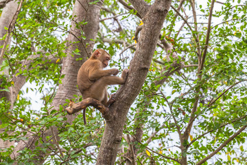 monkey on the tree