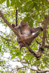 monkey on the tree