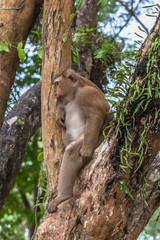 Fototapeta na wymiar monkey sitting on the tree