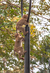 a lot of monkey at Khorang viewpoint