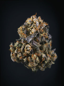Single cannabis bud (berry noir strain) isolated on black