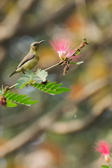 Purple sunbird (Cinnyris asiaticus) sucking nectar