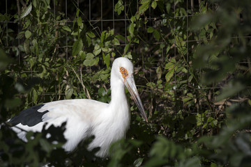 Fototapeta premium Maguari Stork