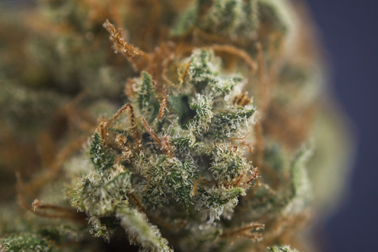 Macro detail of cannabis bud from "mango puff" marijuana strain