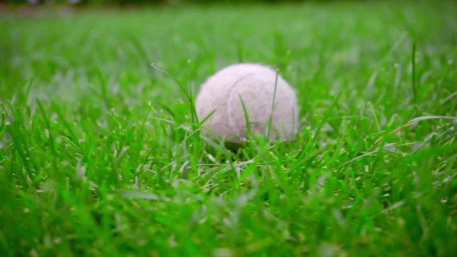 Closeup of tennis ball on green grass. Close up of white tennis ball grass. Macro shot of old tennis ball