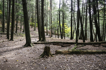 Hillside Connecticut woods