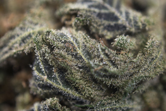 Macro detail of cannabis bud from "ob reaper" marijuana strain w