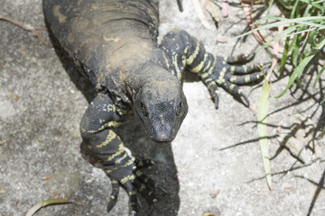 Lace Monitor or Lace Goanna (Varanus Varius)