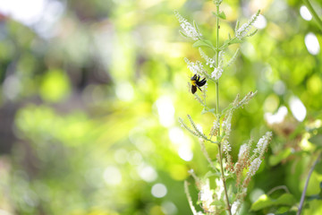 Xylocopa latipes on twig plant