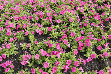 Petunia Pink