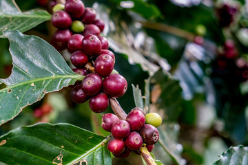 Red arabica coffee bean