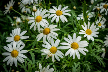 Fototapeta premium White daisy flowers