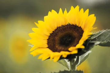 Poster de jardin Tournesol Sunflowers amongst a field in the afternoon in Queensland, Australia.