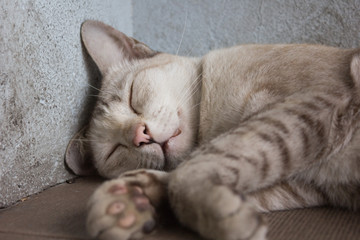 A gray Cat sleeping on the street