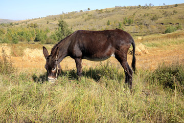 Autumn, a donkey was eating grass