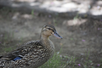 Fototapeta premium Mallard Hen