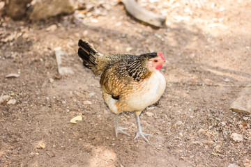 Thai Bantam Chicken, animal