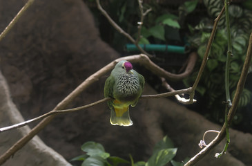 Fototapeta premium Mariana Fruit Dove perched on a tree branch in a dense tropical forest canopy
