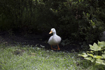 American Pekin Duck