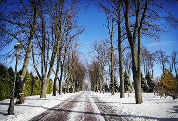 Beautiful alley in winter park on sunny day