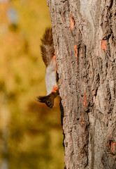 Unsuspecting squirrel