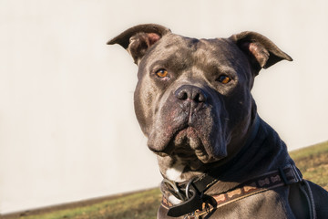 American Blue Nose Bully