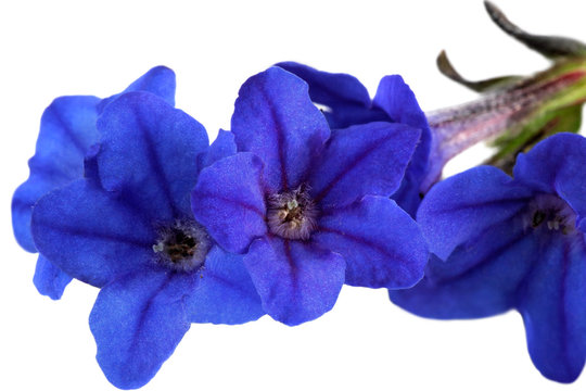 Vivid Lithodora Heavenly Blue - lithodora diffusa - flowers