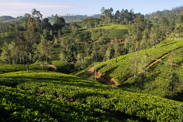 Fototapeta na wymiar Tea plantation in hill country near, Thalawakele, Nuwara Eliya, Sri Lanka