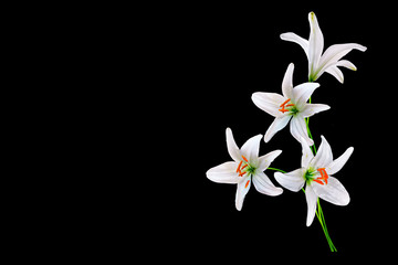 Flower lily isolated on black background. summer