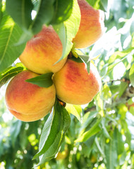 Peaches on a tree branch