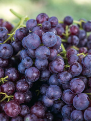 Red wine Grapes