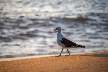 Walking seagull on the edge of the Atlantic Ocean during beautiful sunrise at Praia Vermelha Beach near the Sugarloaf Mountain, Rio de Janeiro, Brazil