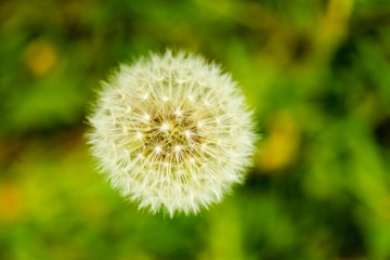 Detailed closeup of fluffy dandelion seed heads