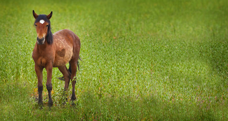 Wild Mustang Horse in the Nevada desert.