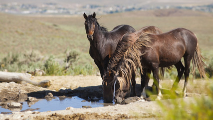 Wild Mustang Horse in the Nevada desert.